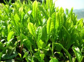 Cách trồng trà xanh tại nhà non xanh mơn mởn