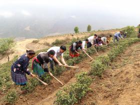 Cây chè - Hướng phát triển kinh tế hiệu quả, bền vững ở vùng cao Tà Mung