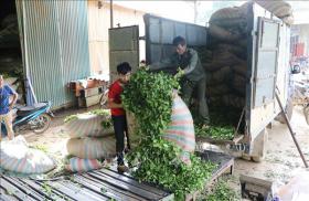Cây chè bám rễ ở Lai Châu, giúp đồng bào vùng cao xóa đói giảm nghèo