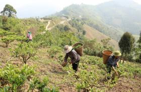 Chè Shan tuyết - cây xóa đói giảm nghèo ở vùng cao Nghệ An