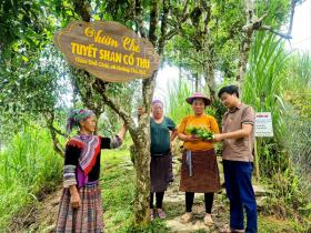 Công nhận quần thể cây chè Shan tuyết cổ thụ tại xã Hoàng Thu Phố là Cây Di sản Việt Nam