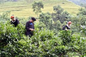 Trồng chè Shan tuyết sản phẩm Ocop 5 sao đầu tiên ở Lào Cai đem lại giá trị lợi nhuận cao cho người nông dân
