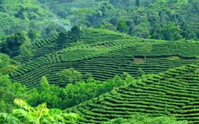 Về miền "Thánh địa" của cây trà Việt Nam